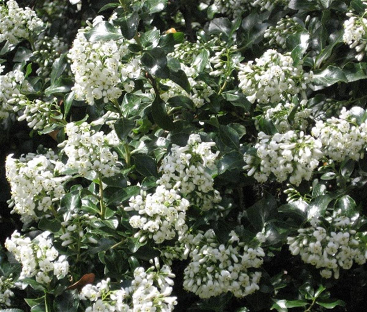 Escallonia Iveyi beyaz çiçekli eskalonya fidanı