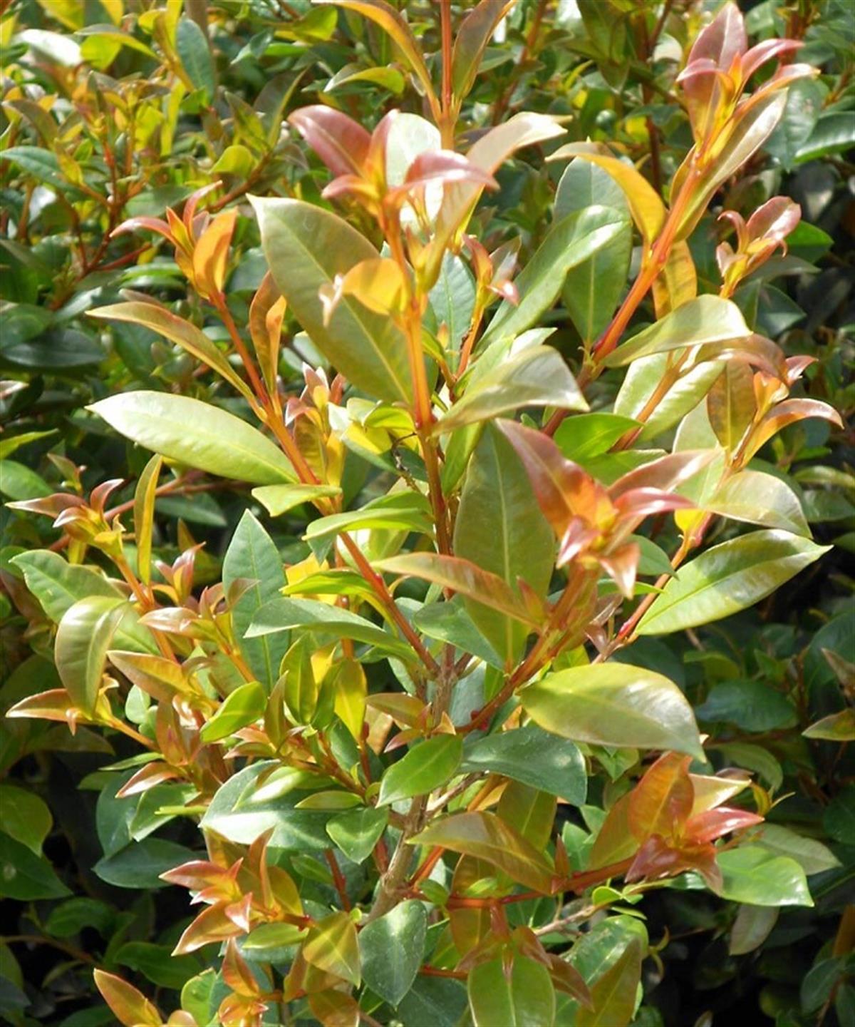 Eugenia myrtifolia Syzygium Avustralya Kirazı fidanı