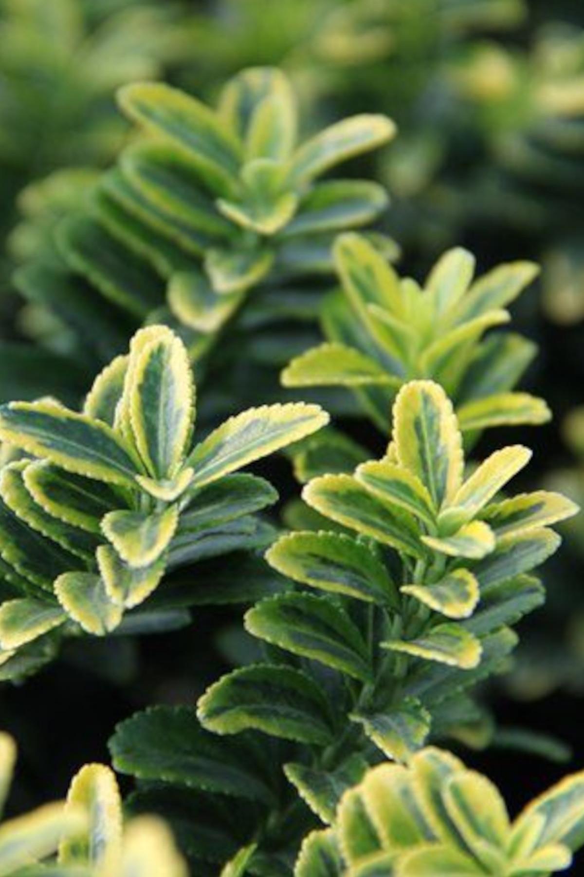 Euonymus microphylla aurea Altuni Çıtır Taflan fidanı