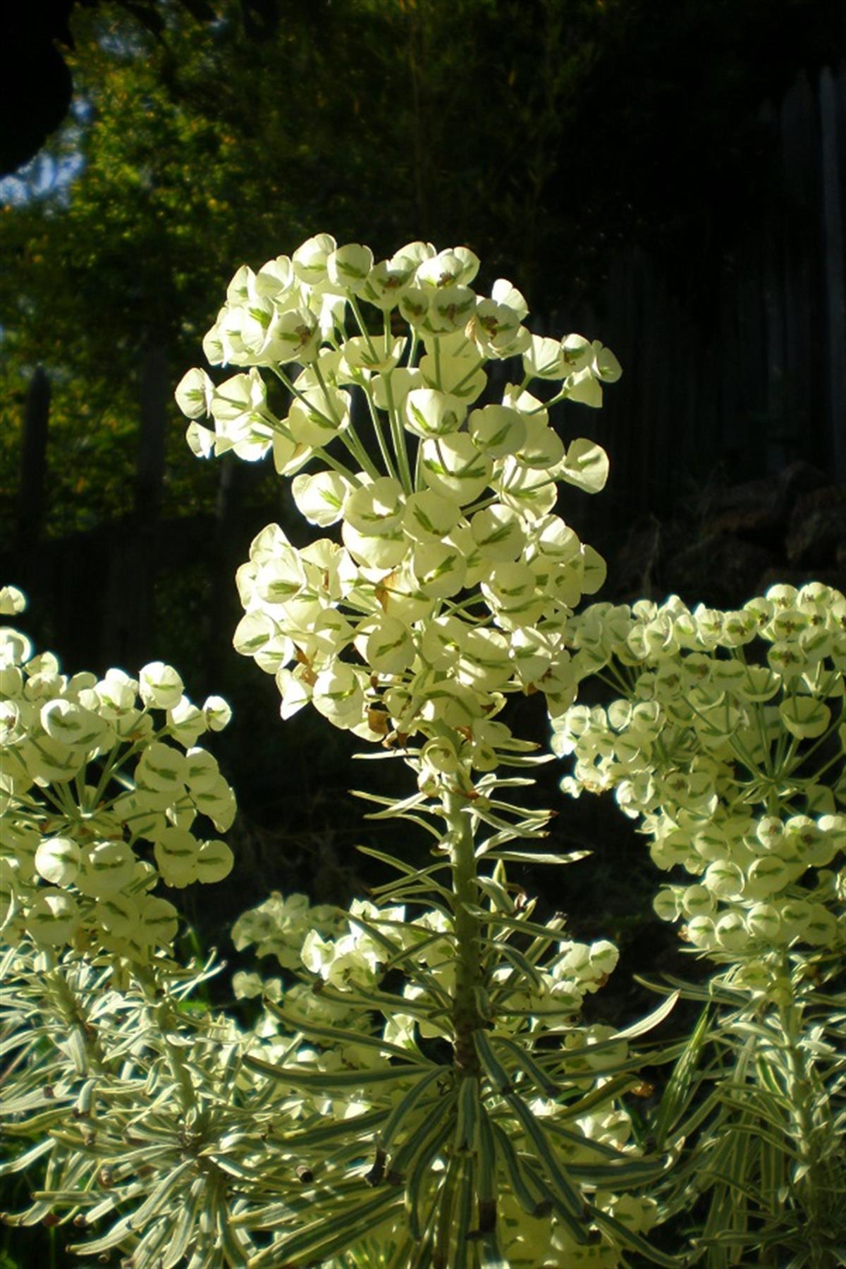 Euphorbia char. Tasmanian Tiger Alacalı Akdeniz Sütleğen