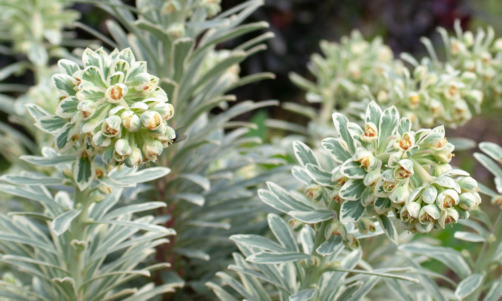 Euphorbia characias Silver Gümüş Yapraklı Akdeniz Sütleğen Fidanı