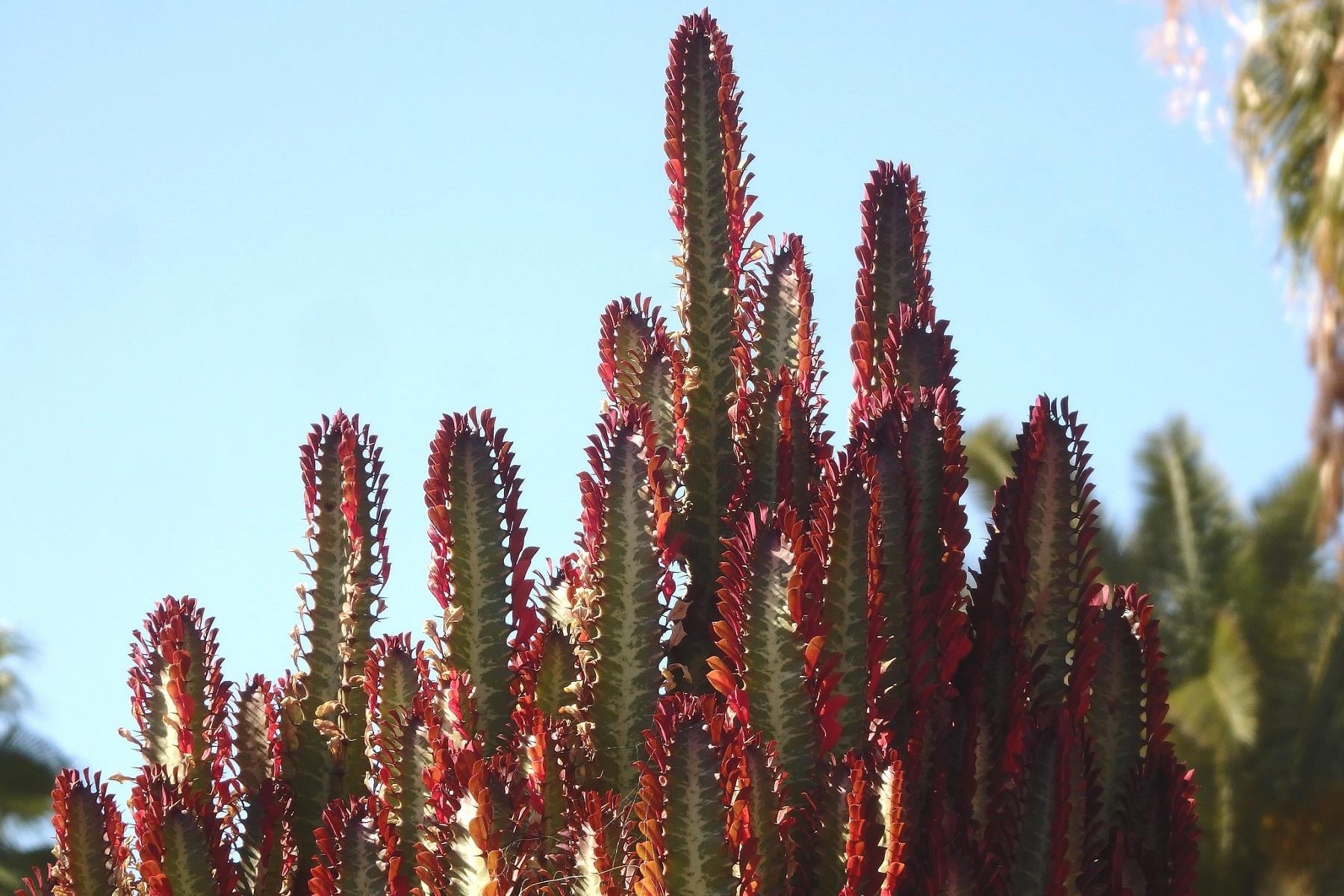 Euphorbia trigonum rubra kırmızı üçgen öforbiya Akdeniz Sütleğen fidanı