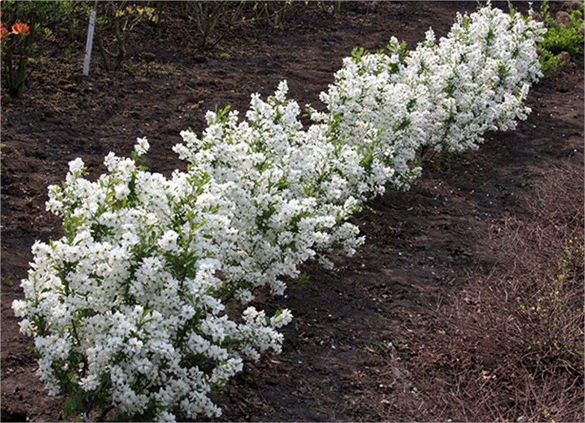 Exochorda macrantha inci çalısı fidanı