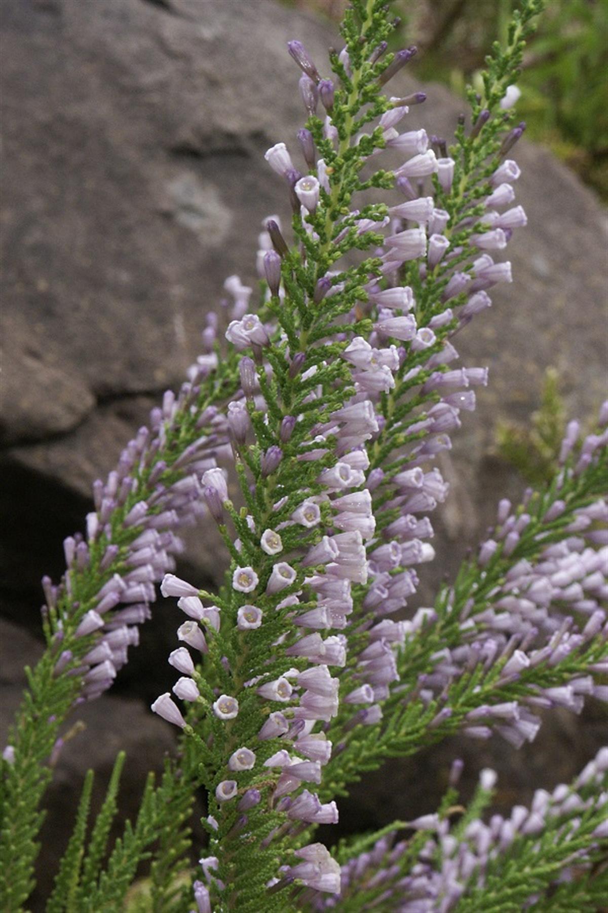 Fabiana imbricata Violacea Şili fundası fidesi