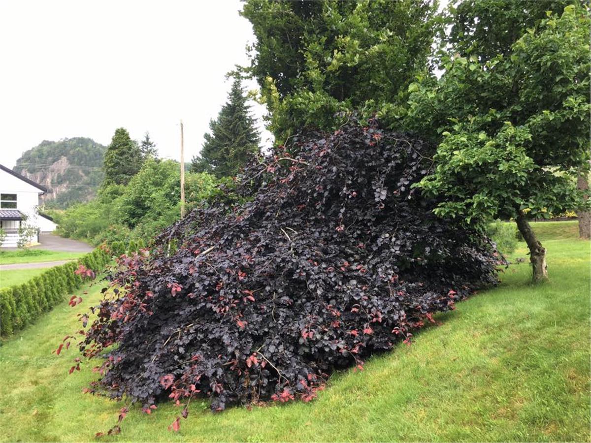 Fagus sylvatica Tortuosa purpurea Kayın fidanı