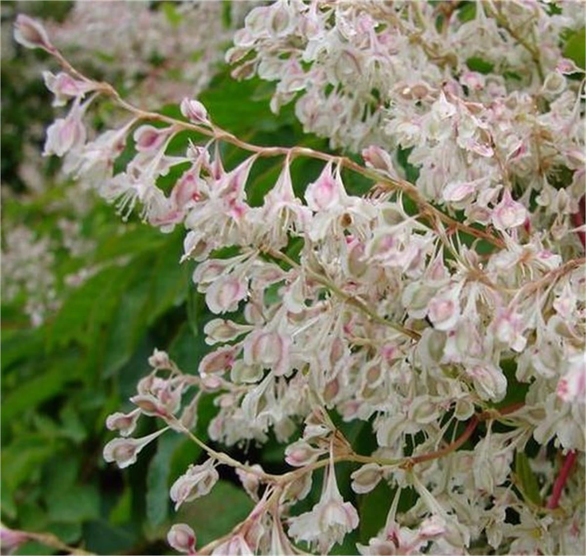 Fallopia baldschuanica Rus sarmaşığı sarmaşık fidanı