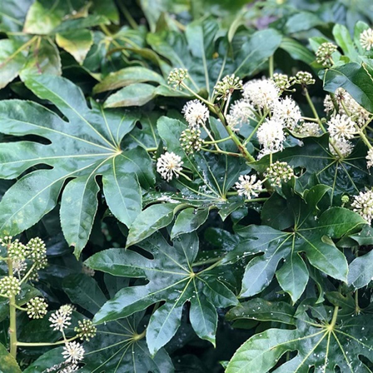 Fatsia japonica Aralia, aralya fidanı