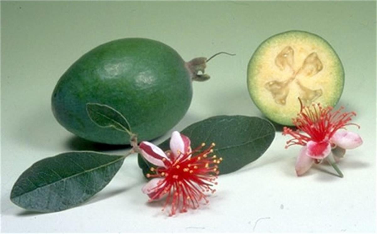 Feijoa sellowiana Feyjoa Kaymak Ağacı fidanılı