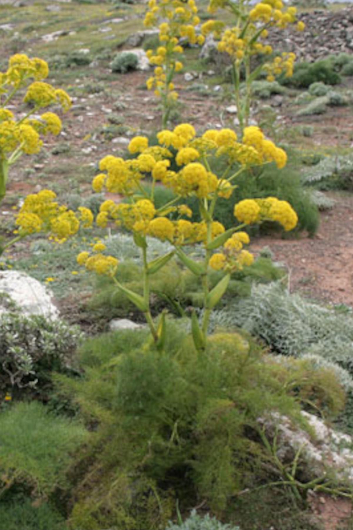 Ferula assafoetida Çakşır Otu Rizomu