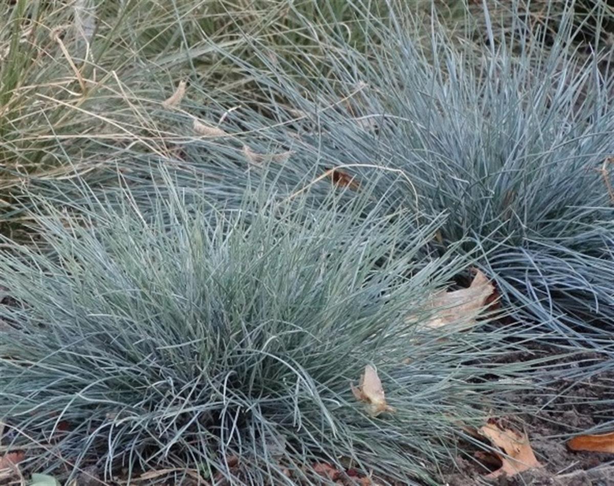 Festuca glauca Azurit Festuka fidesi