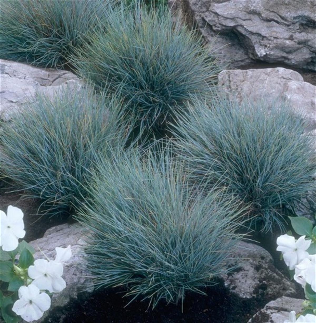 Festuca glauca Blaufuchs Blue Fox Mavi Tilki Festuka fidesi