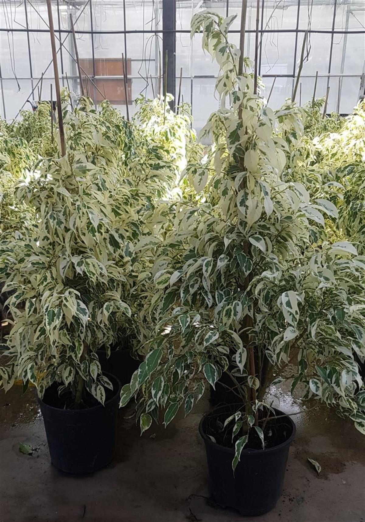 Ficus benjamina 'Starlight' Benjamin Ağacı fidanı