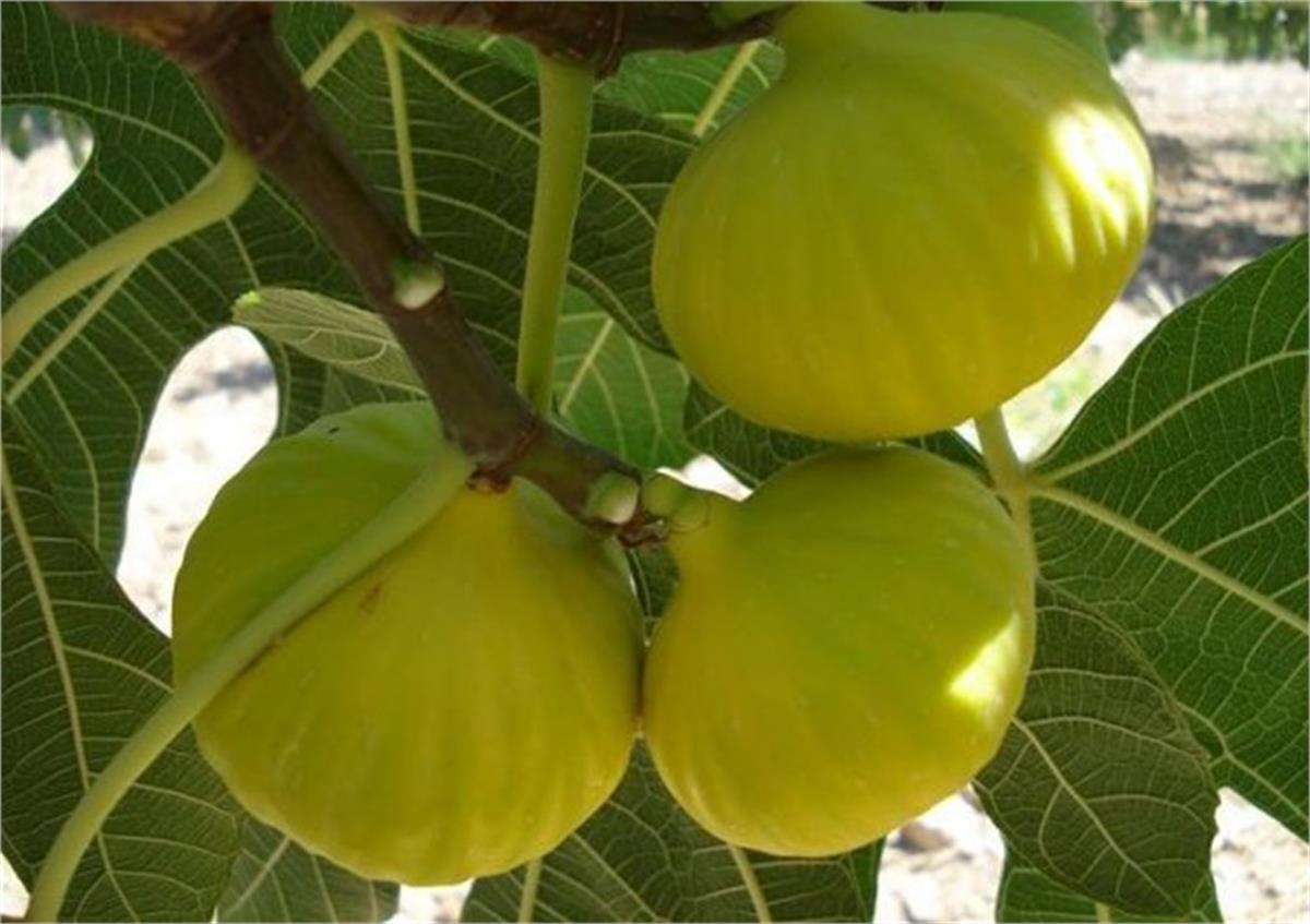 Ficus carica Karadeniz İncir fidanı