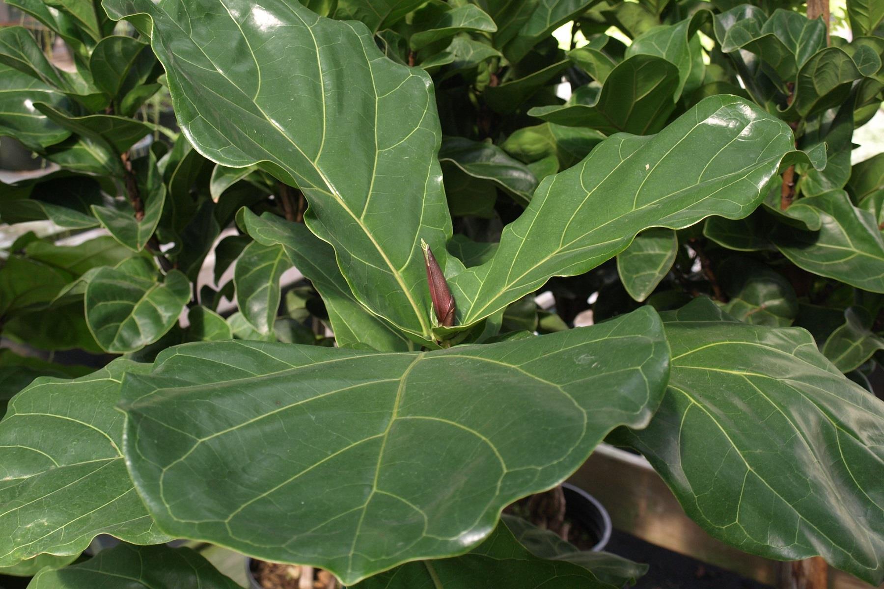 Ficus lyrata bambino Keman Yapraklı Kauçuk Çiçeği