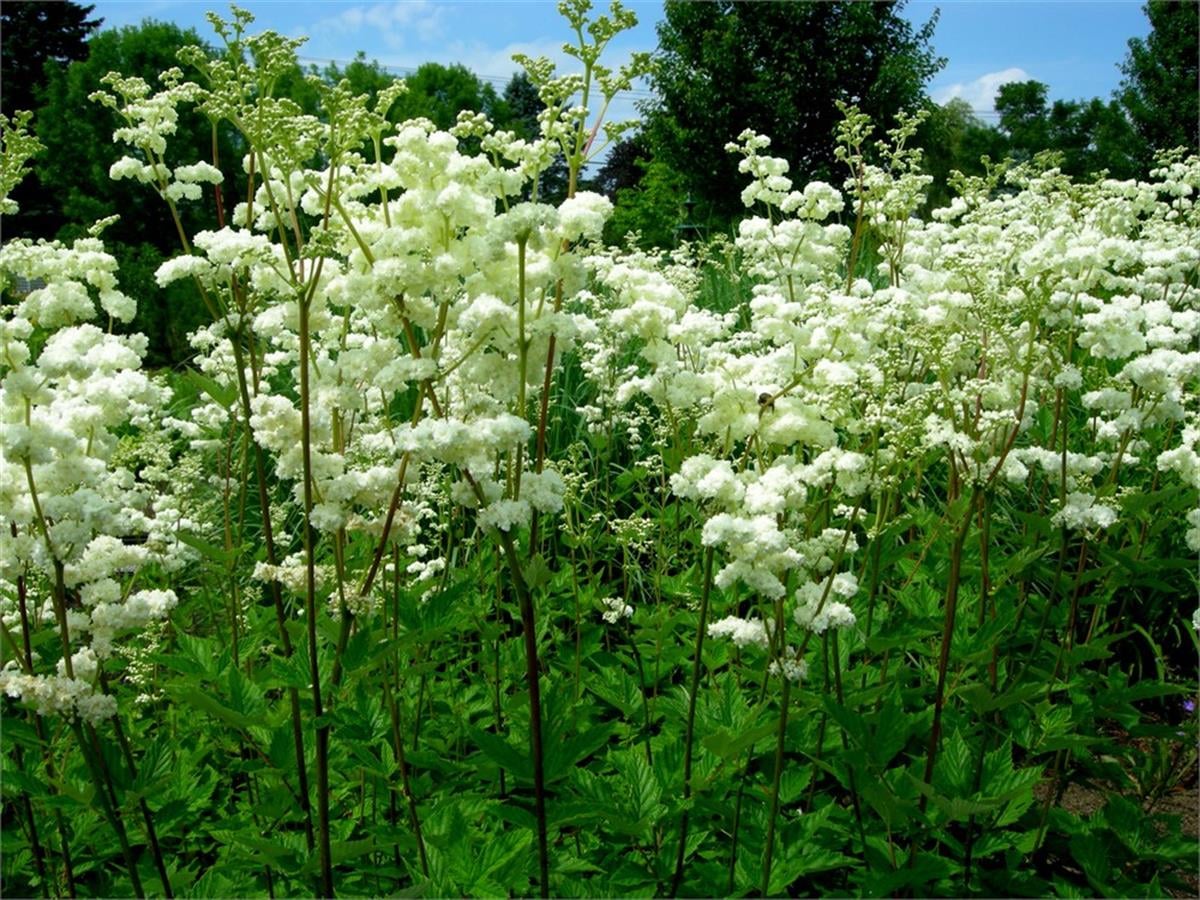 Filipendula alba Çayır Kraliçesi fidesi