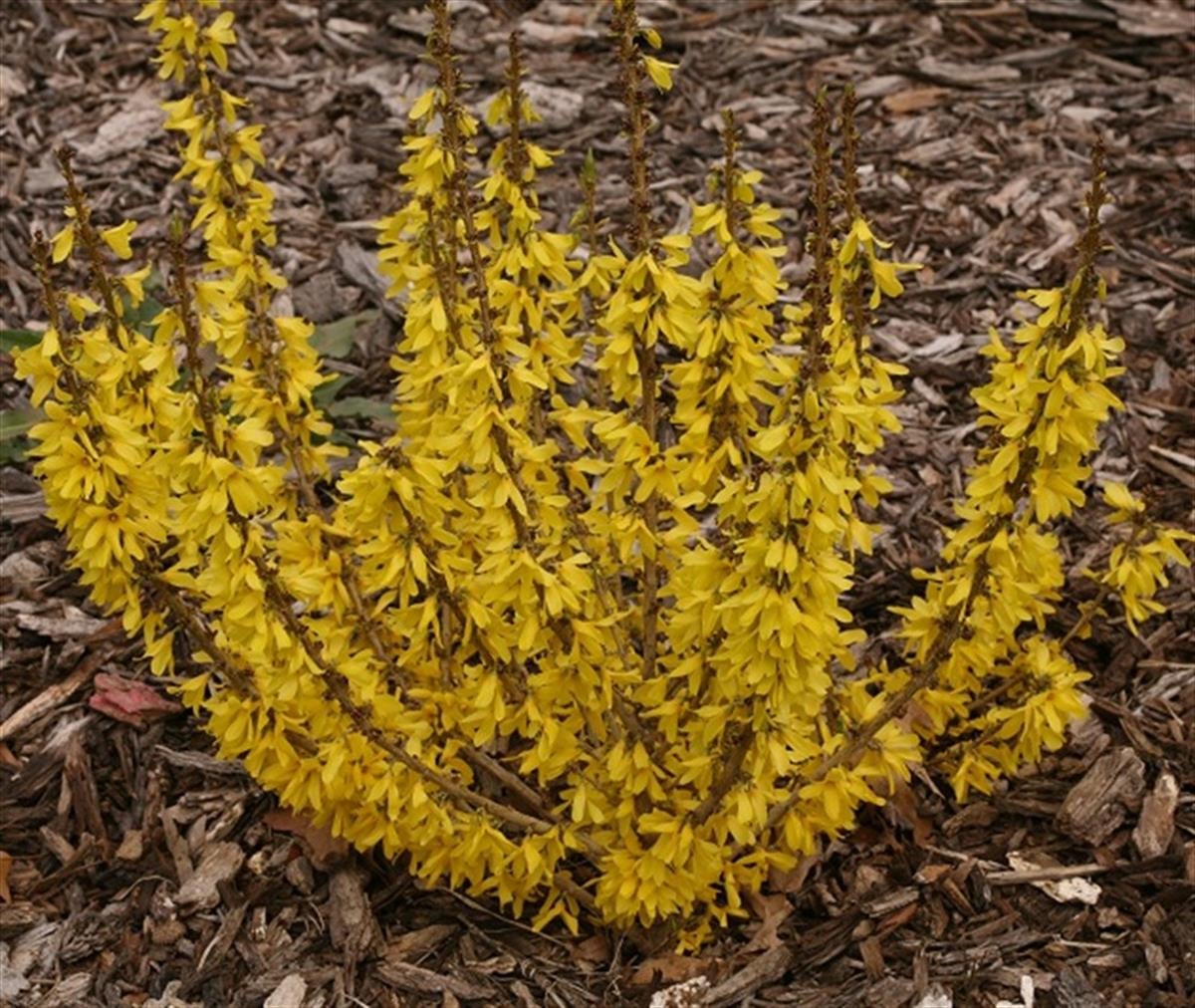 Forsythia intermedia nana Bodur Altın Çanağı Altın Çanı fidanı