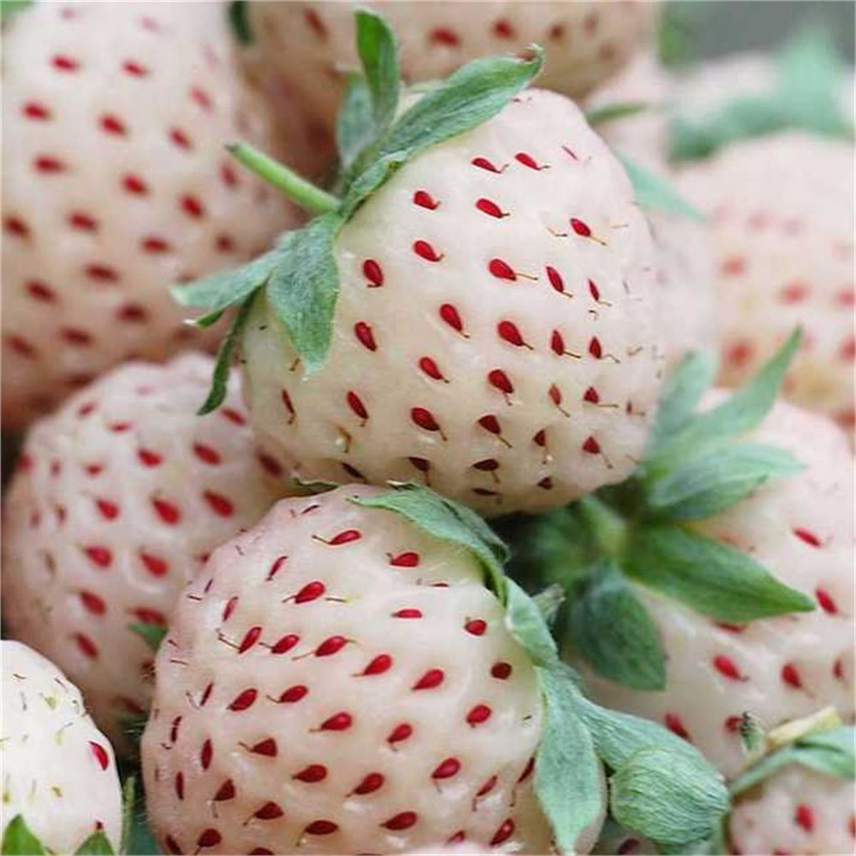 Fragaria ana. Snow white Pineberry ananas kokulu beyaz çilek fide