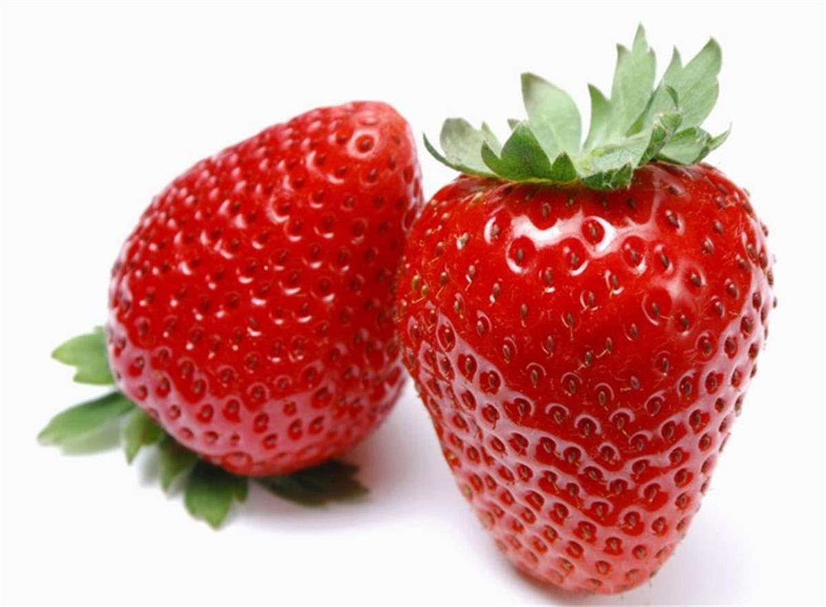 Fragaria ananassa Rubygem kokulu yediveren çilek fidesi