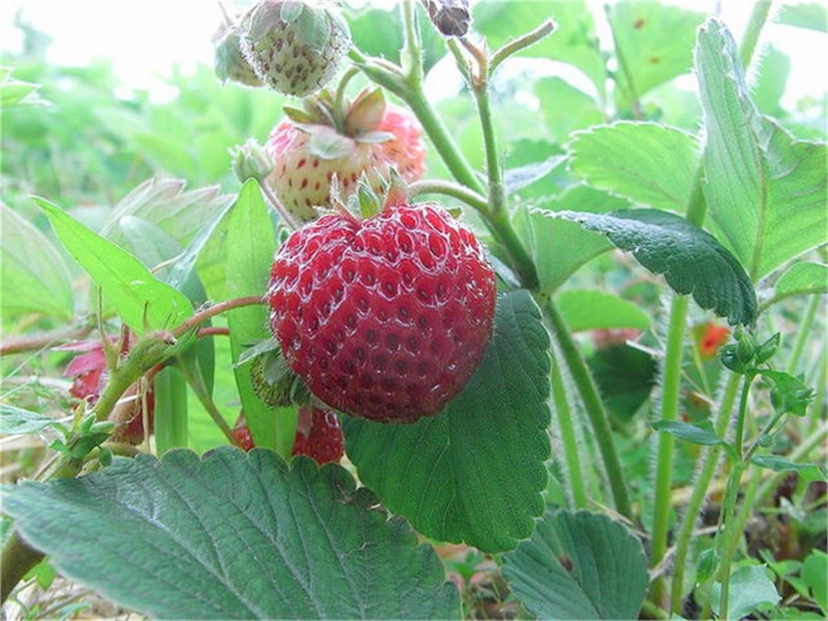 Fragaria x ananassa Red dream Framberry Strasberry Ahududu kokulu çilek Strasberry fidesi