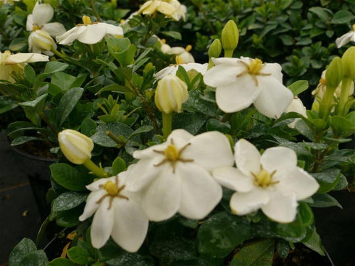 GARDENIA j. Kleims Hardy Dona Dayanıklı Bodur Gardenya fidanı
