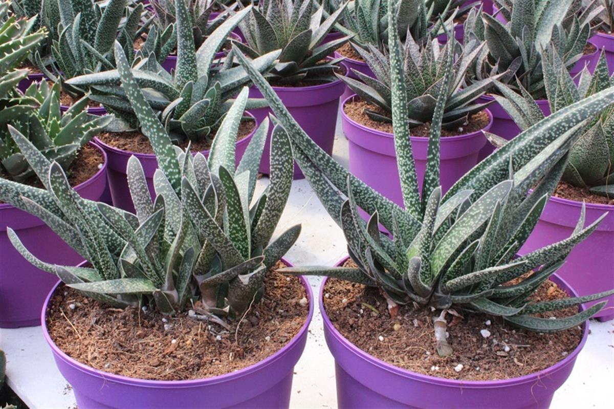 Gasteria Sığır Dili fidesi