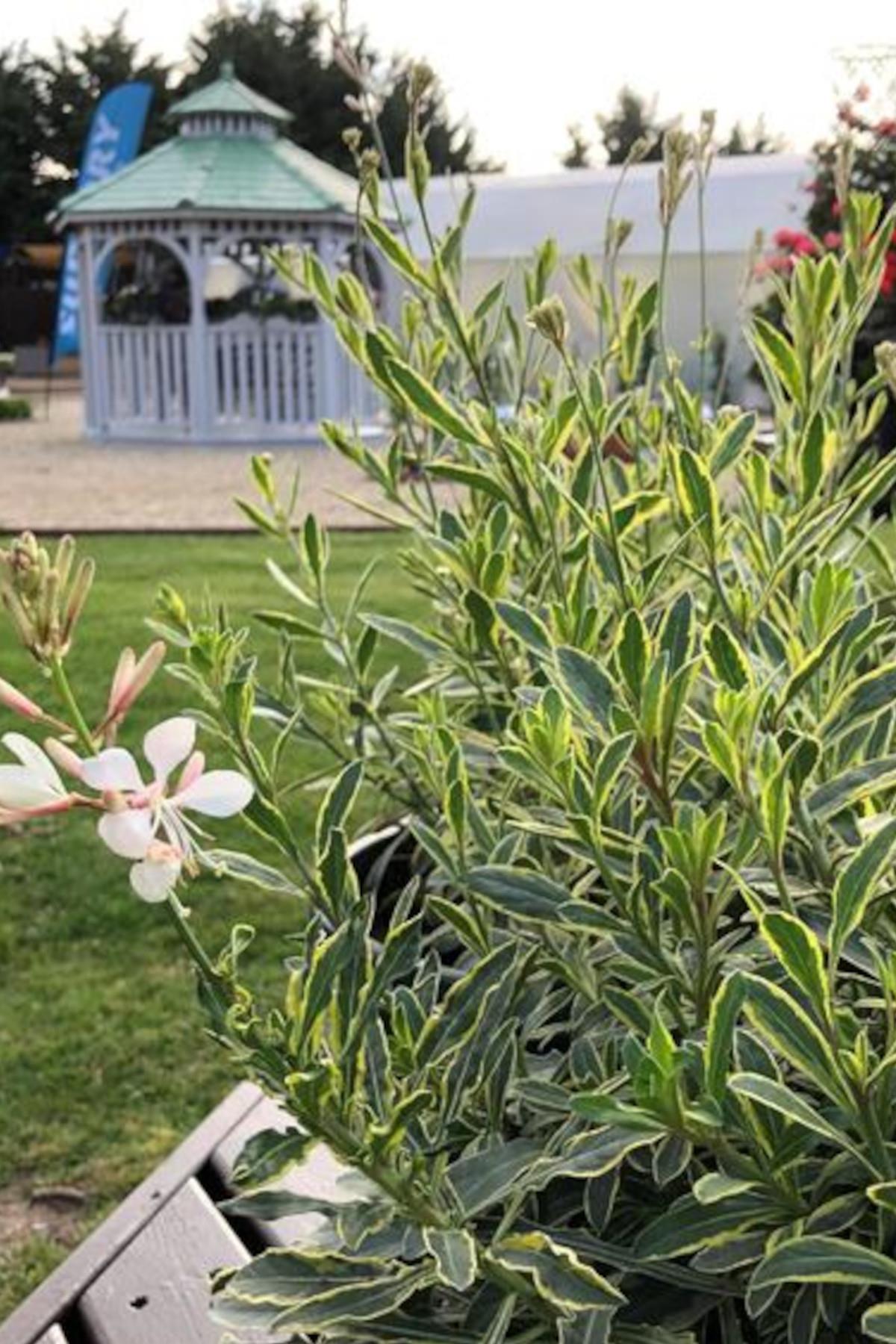 Gaura lindheimeri variegata Alacalı Gaura fidesi