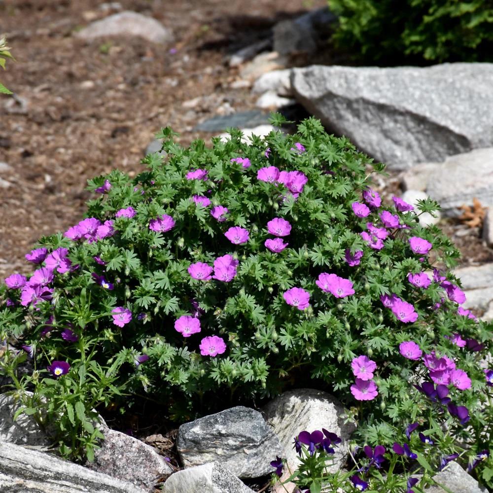 Geranium sanguineum Sardunya Çiçeği Mekke Samanı Nezle otu fidesi