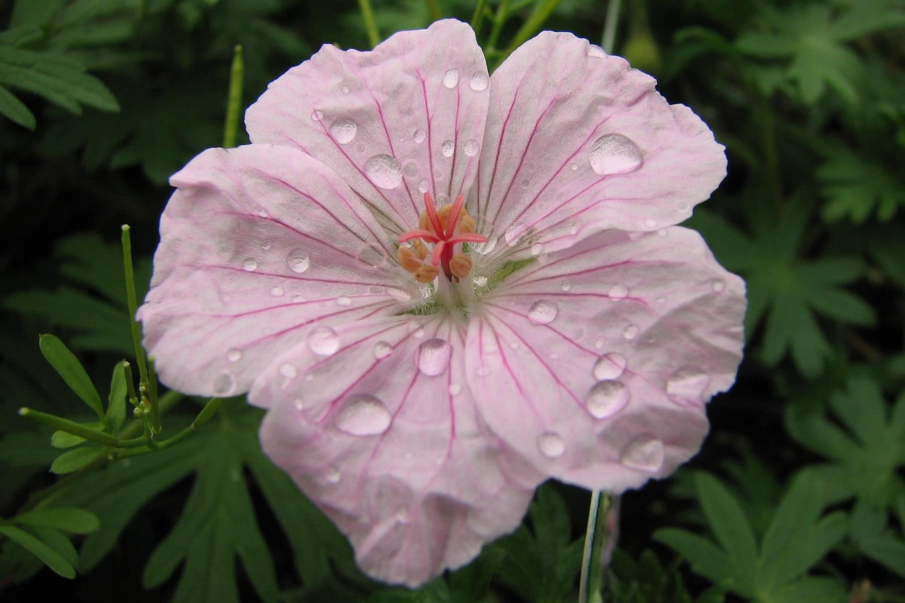 Geranium sanguineum Striatum Sardunya Çiçeği Mekke Samanı Nezle otu fidesi