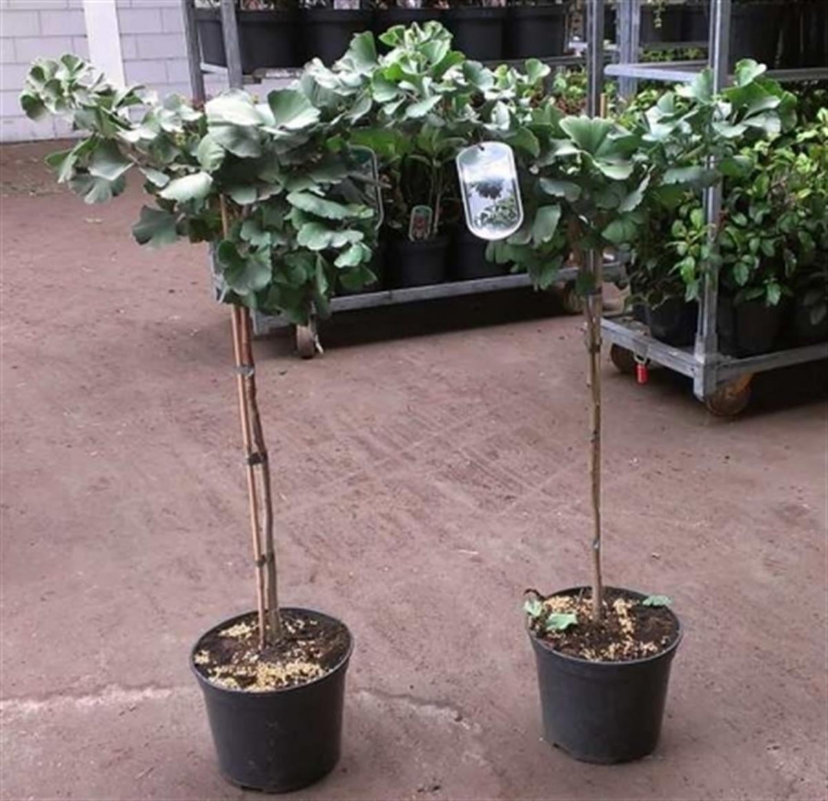 Ginkgo biloba Mariken Tige Tijli Bodur ginkgo Mabet ağacı fidanı
