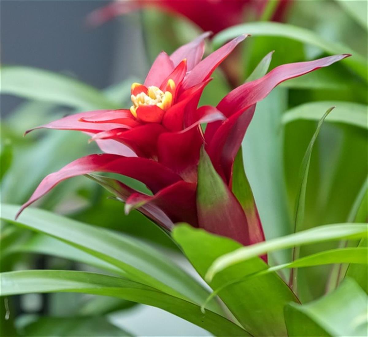 Guzmania lingulata Guzmanya Çiçeği fidanı