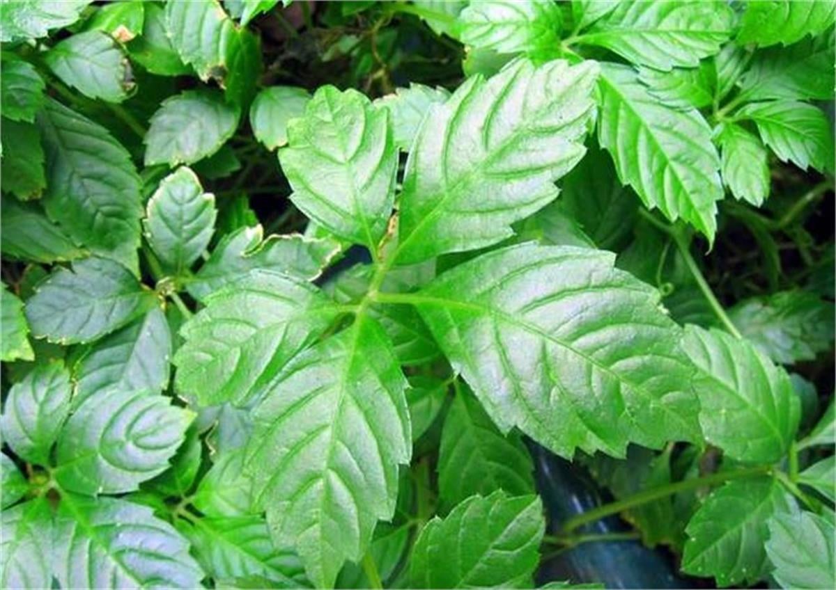 Gynostemma pentaphyllum Beşyapraklı Ginseng fidanı