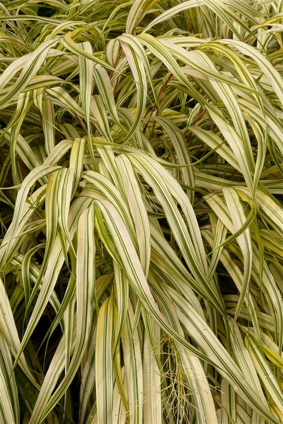 Hakonechloa macra Aureola