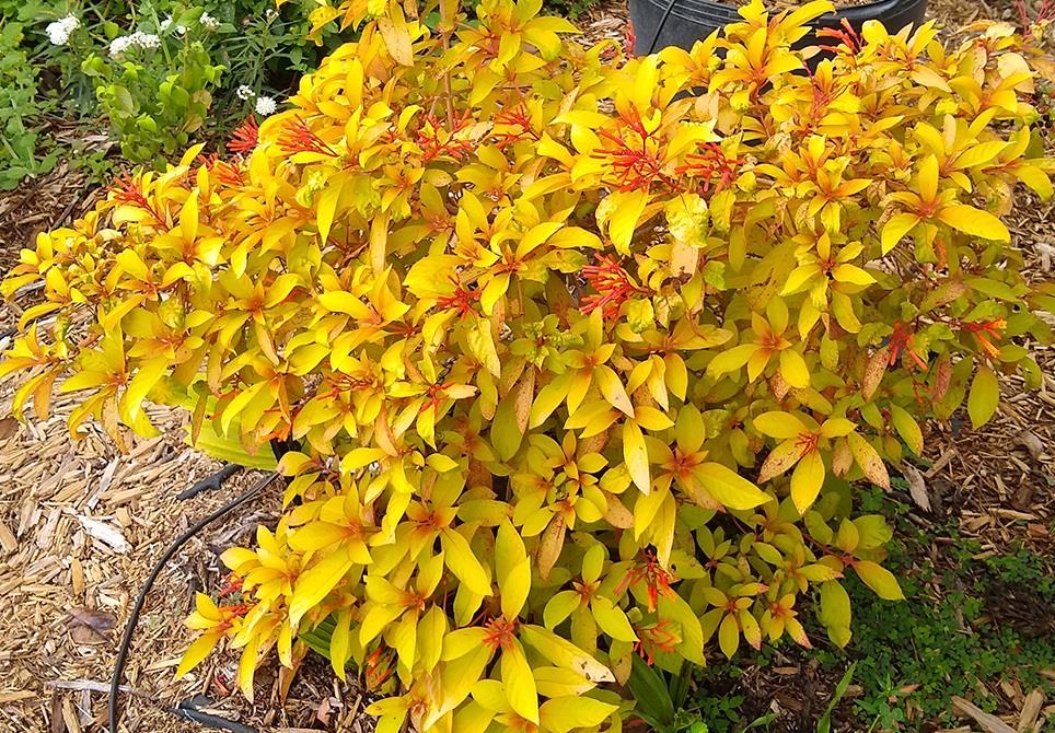 Hamelia patens Ateş Çalısı