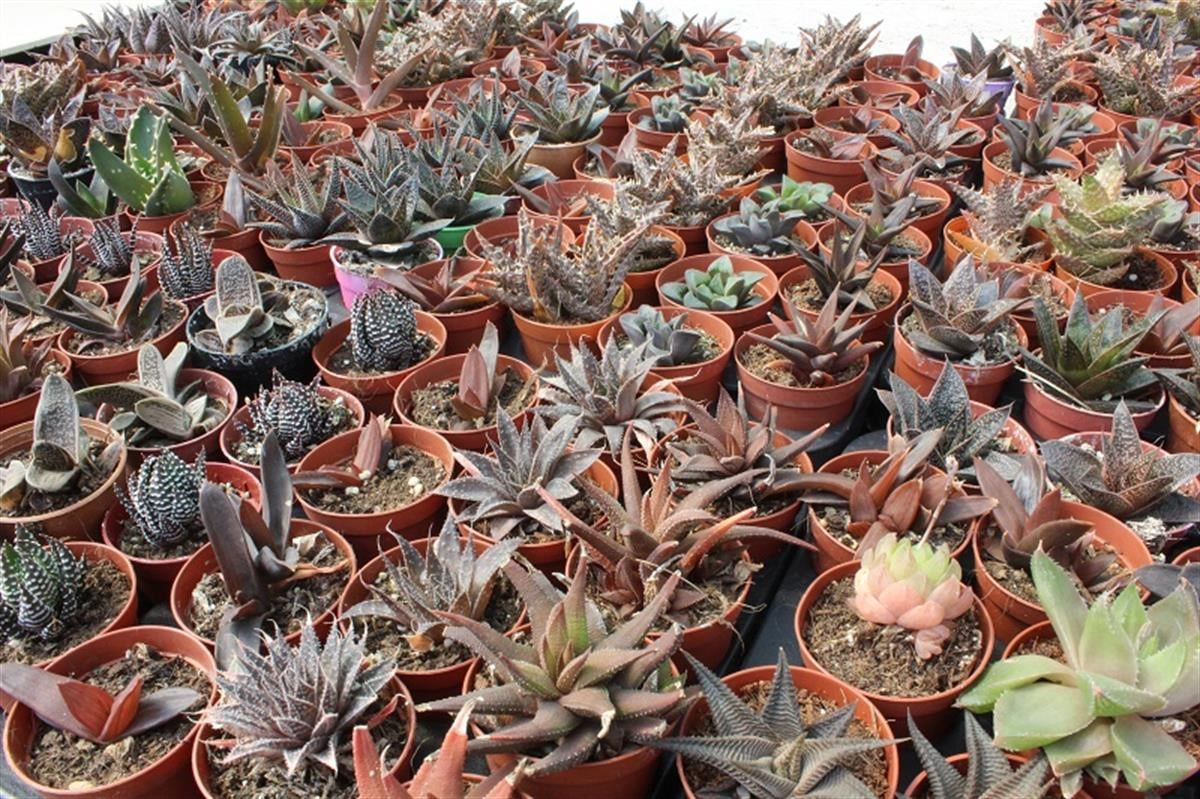 Haworthia Mix 20'li Karışık Howertia