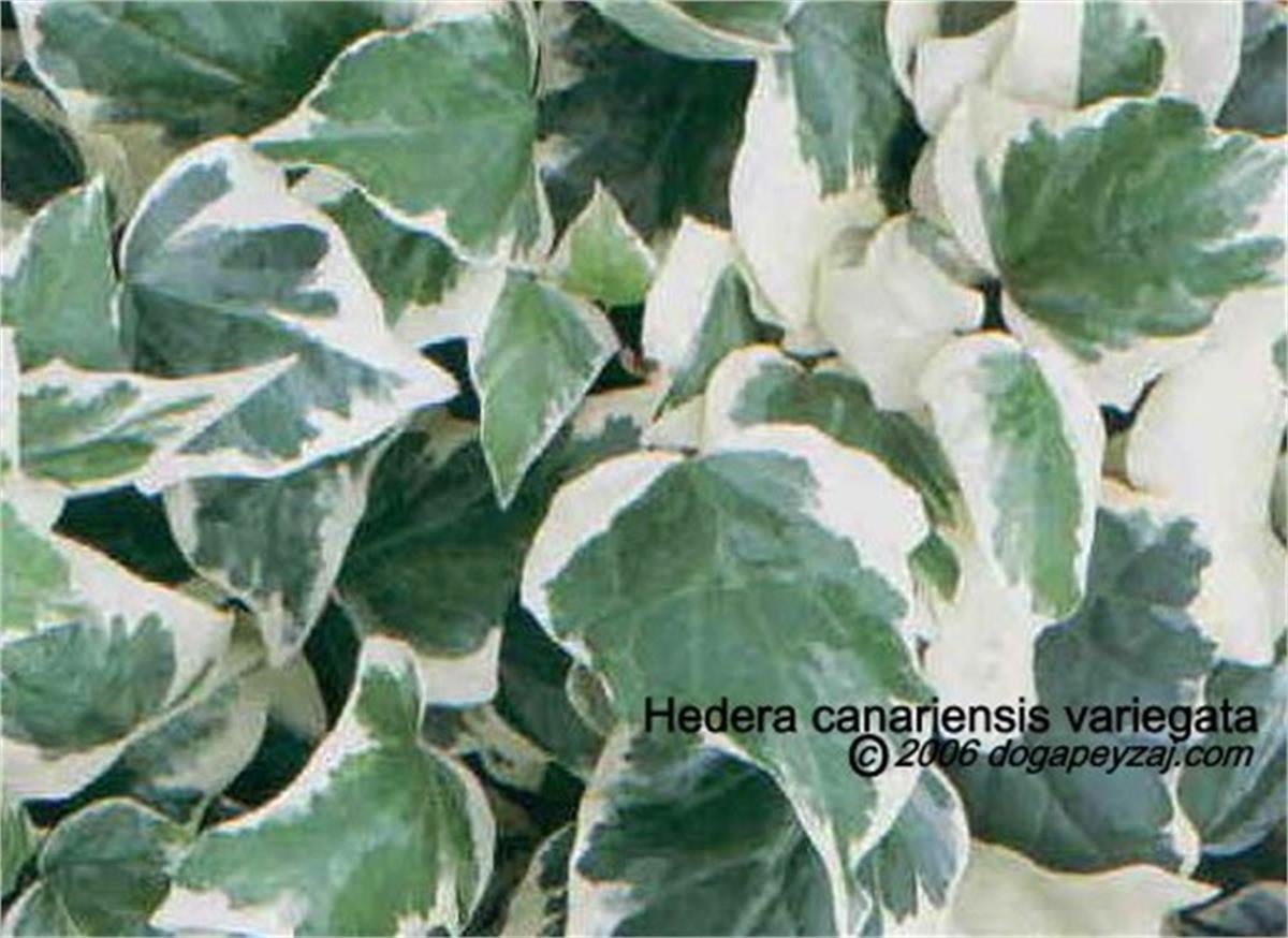 Hedera helix canariensis yeşil-beyaz Duvar Sarmaşığı fidesi