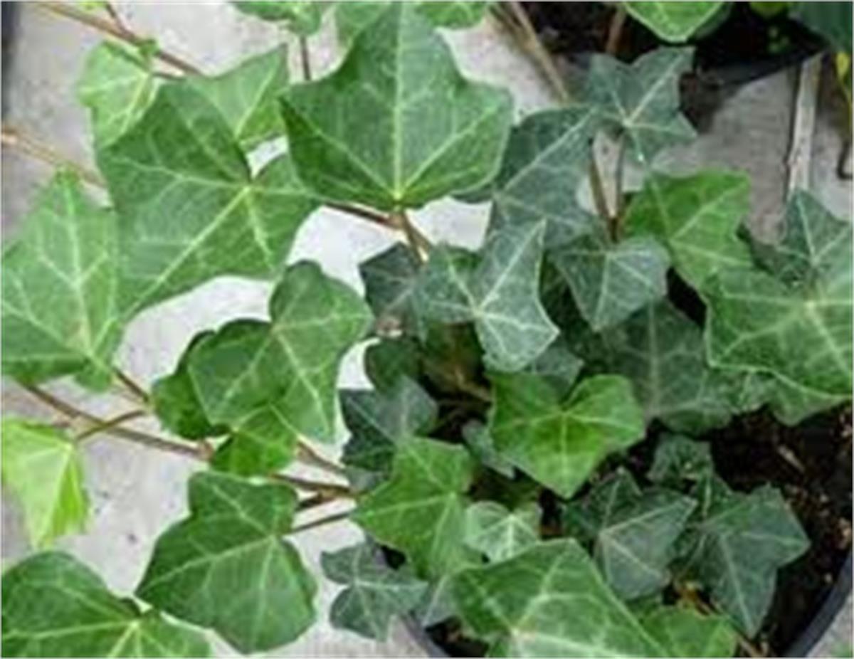 Hedera helix hibernica Yeşil Orman Kaya Sarmaşığı fidesi