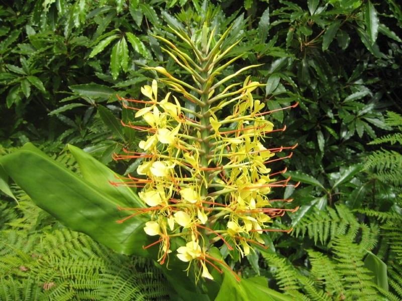 HEDYCHIUM gardnerianum Jaune Hedikyum Sarı Zencefil Zambağı fidesi