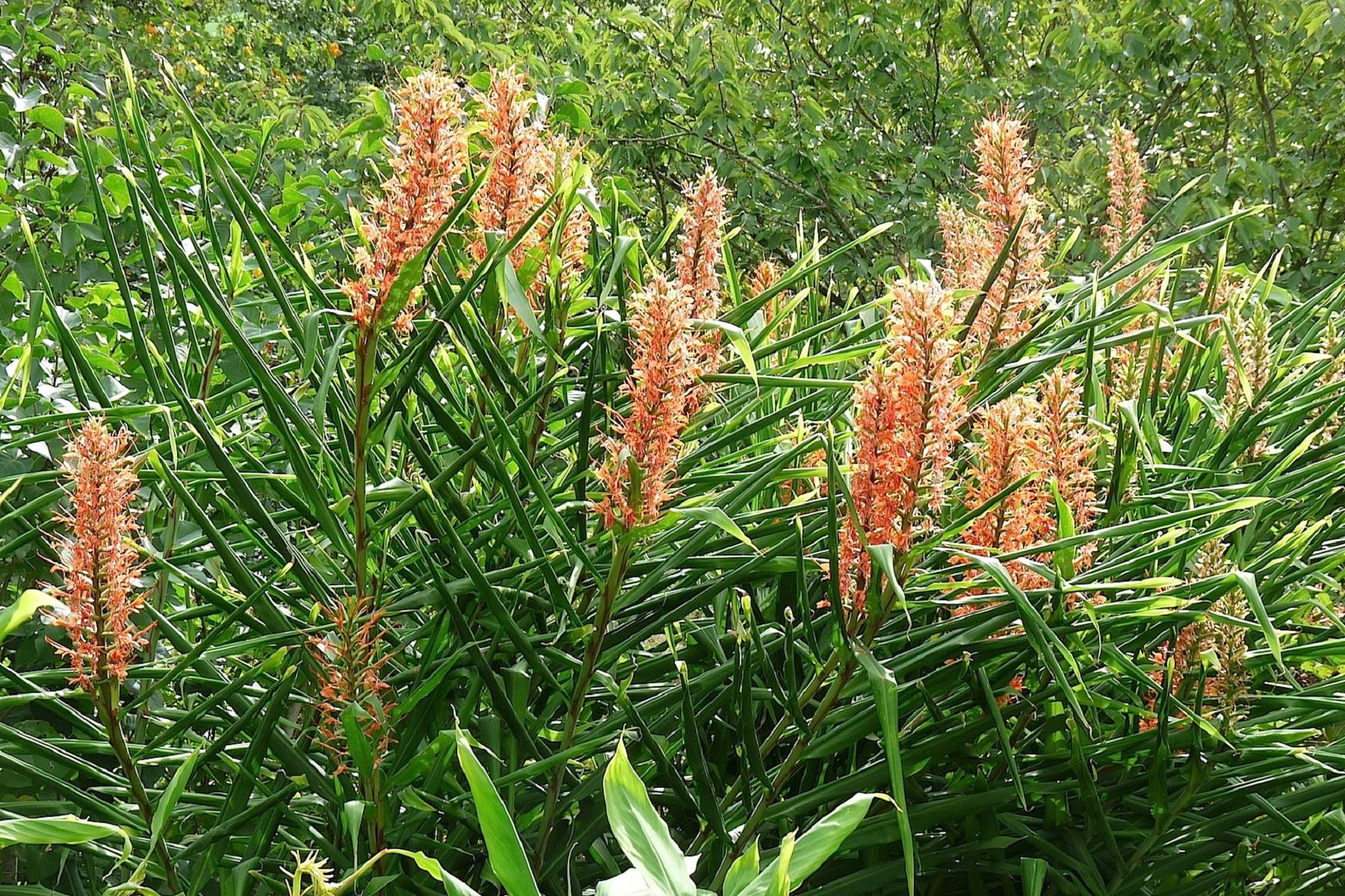 Hedychium Red Hedikyum Zencefil Zambağı fidesi