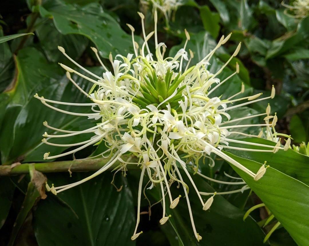 Hedychium thyisiforme Beyaz Zencefil Zambağı fidesi