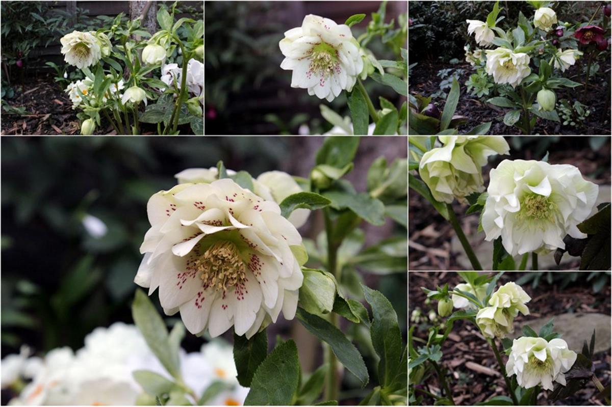 Helleborus double Ellen Spotted White Bohça Otu Boynuz Otu fidesi