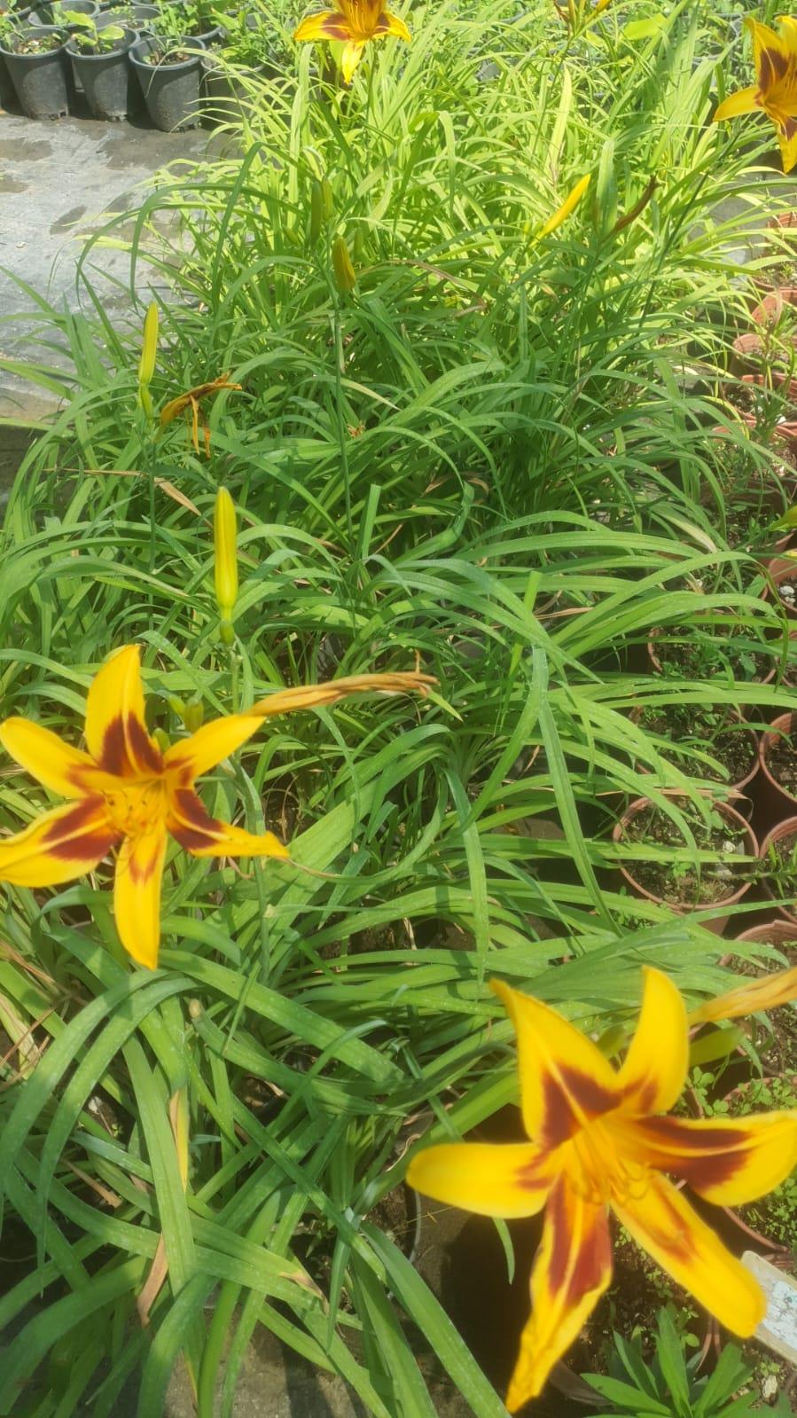 Hemerocallis Bonanza Güngüzeli fidesi