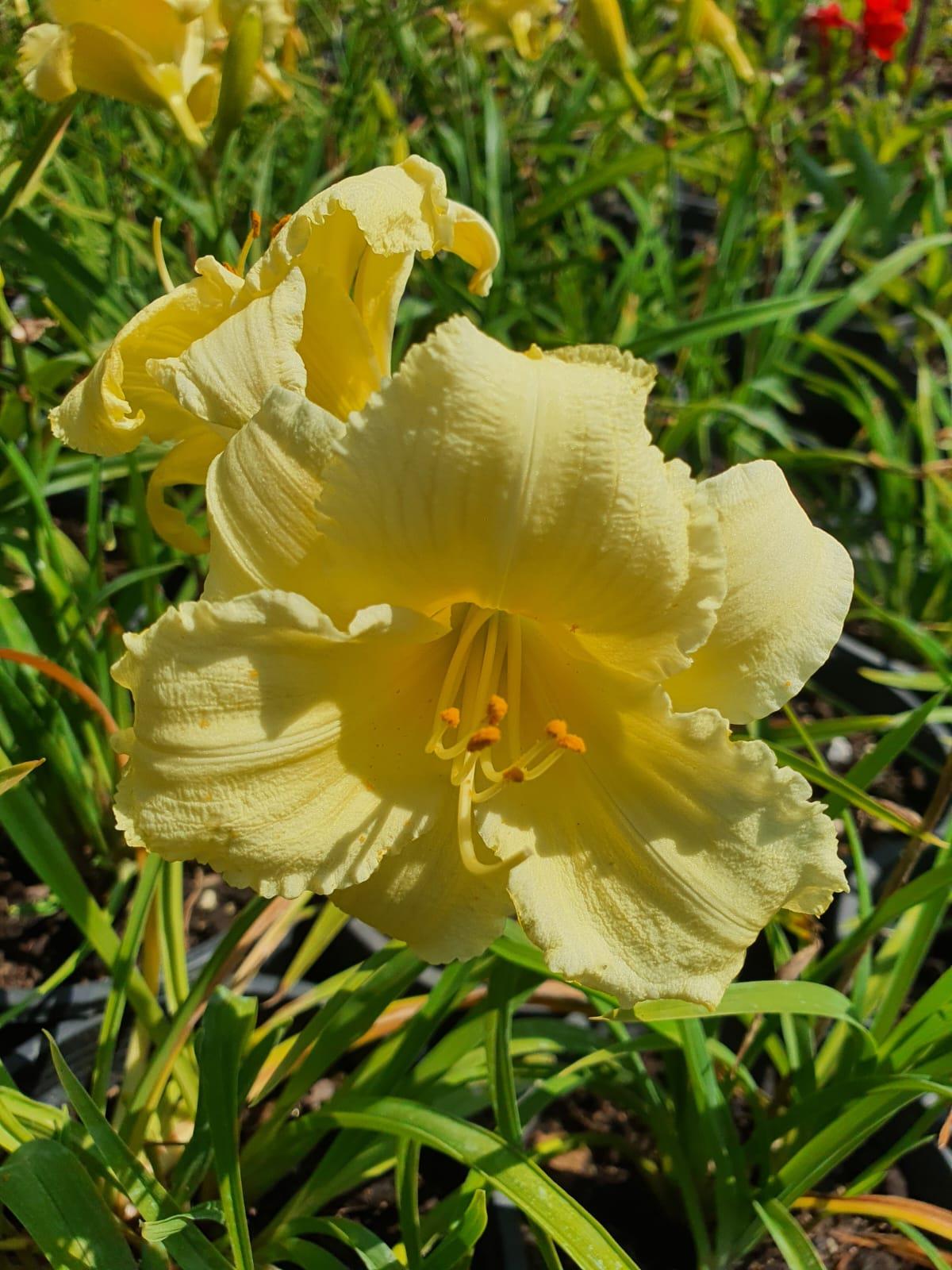 Hemerocallis Citrina Güngüzeli fidesi