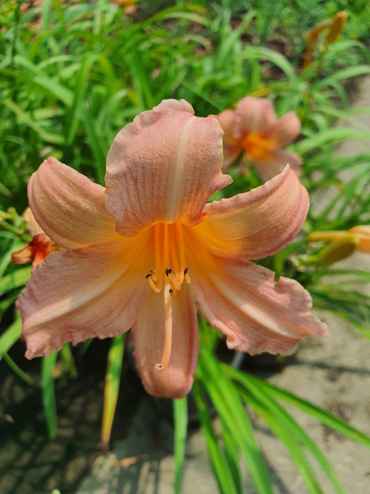 Hemerocallis Luxury Lace Güngüzeli fidesi