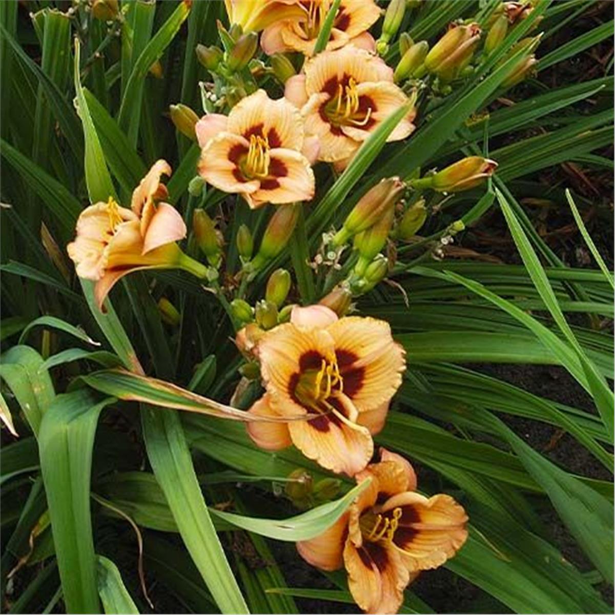 Hemerocallis Peach Pudding Güngüzeli fidesi