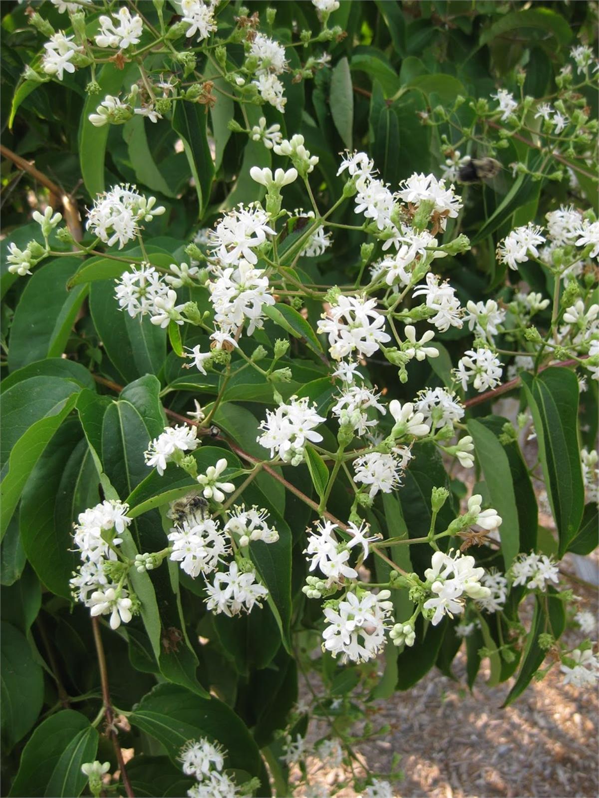 Heptacodium miconioides Yedi Oğul Çiçeği fidanı