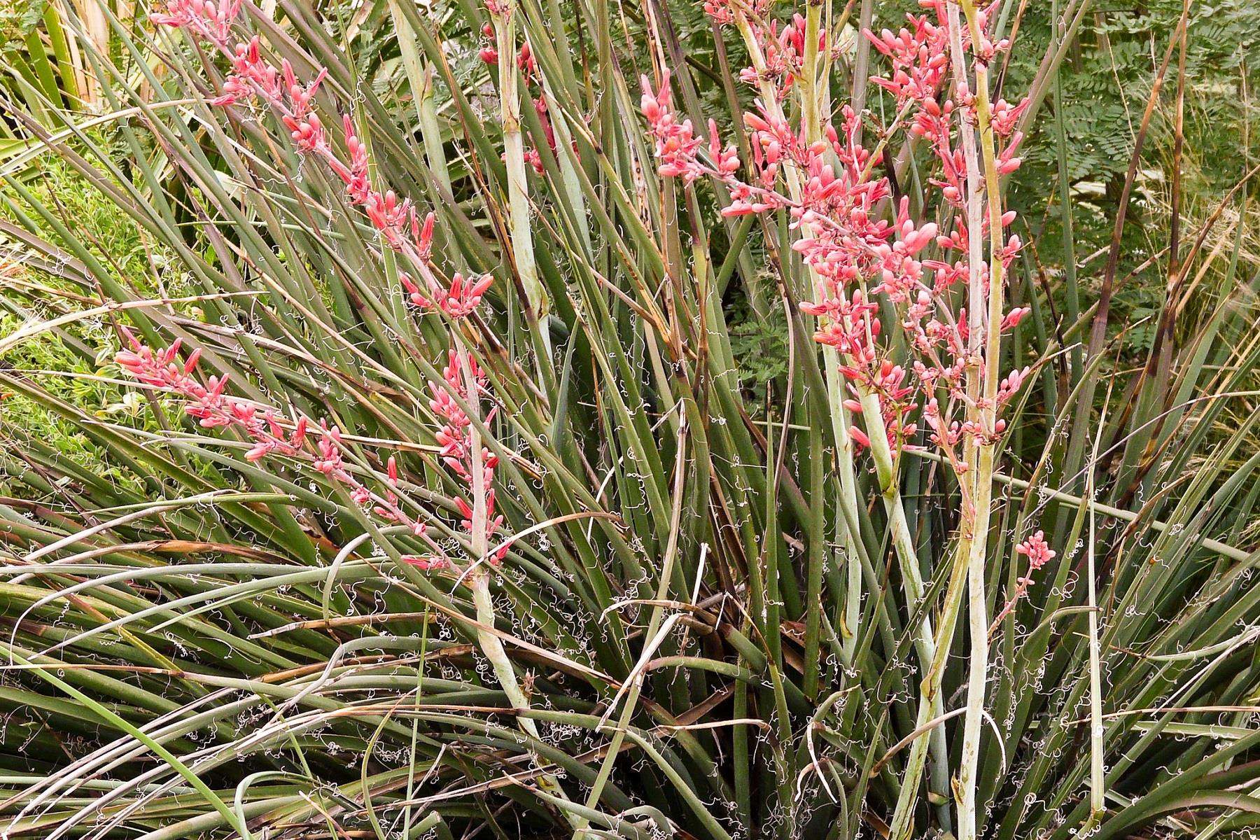 Hesperaloe Parviflora So u a Dayan kl K rm z Yukka