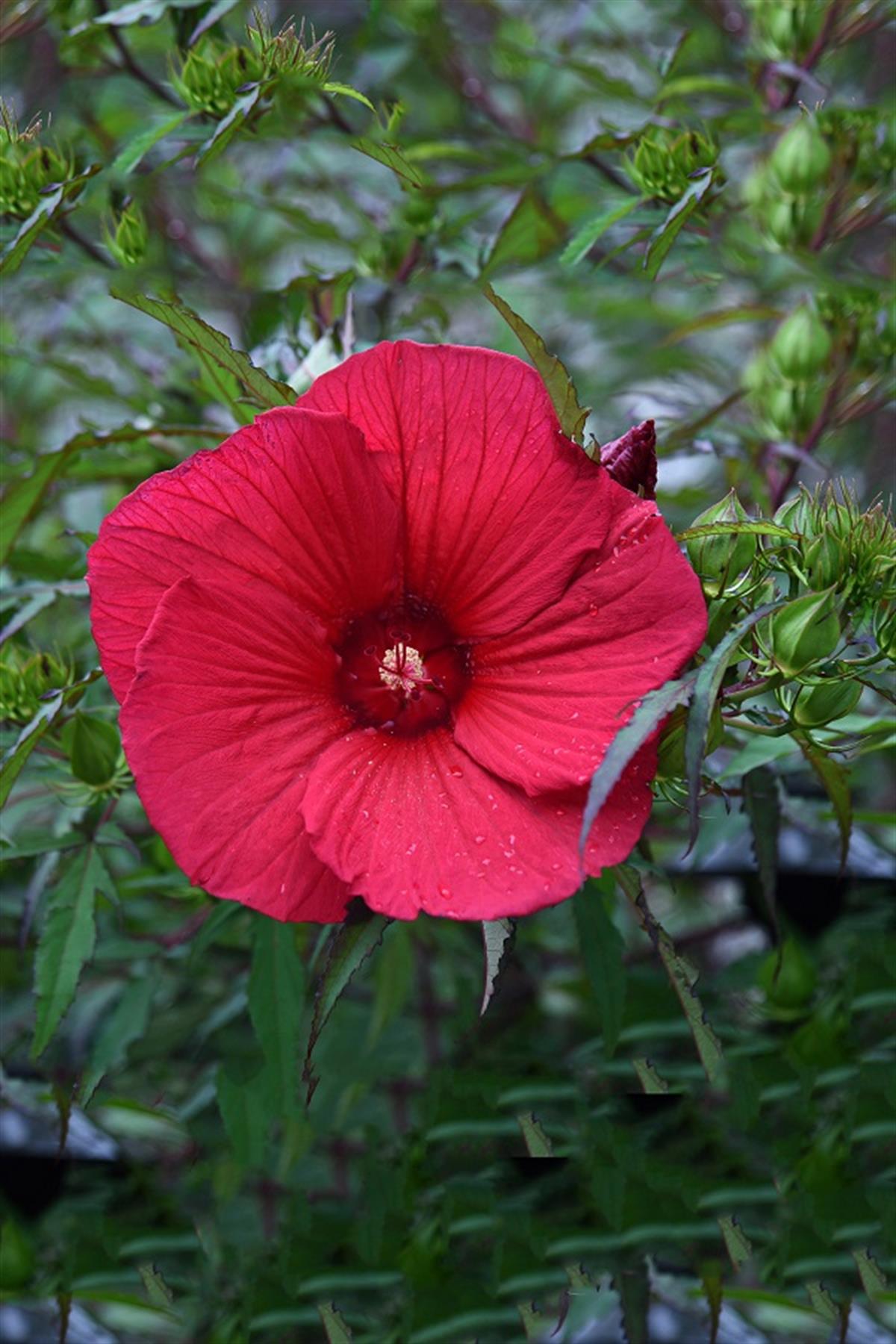 Hibiscus Gültahmi fidanı Midnight Marvel Gültahmi fidanı