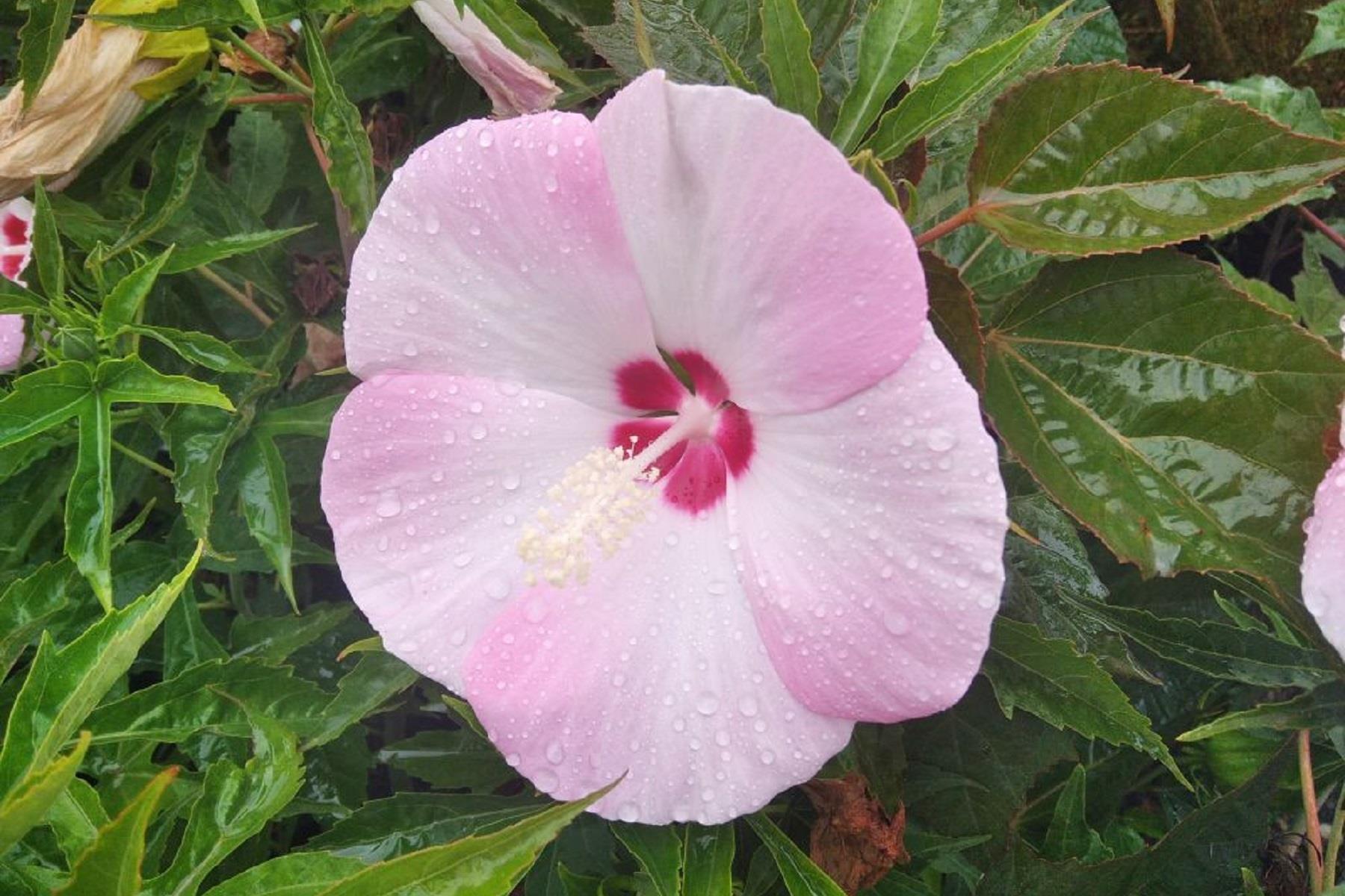 Hibiscus moscheutos Misk kokulu Gülhatmi fidanı Fuijin