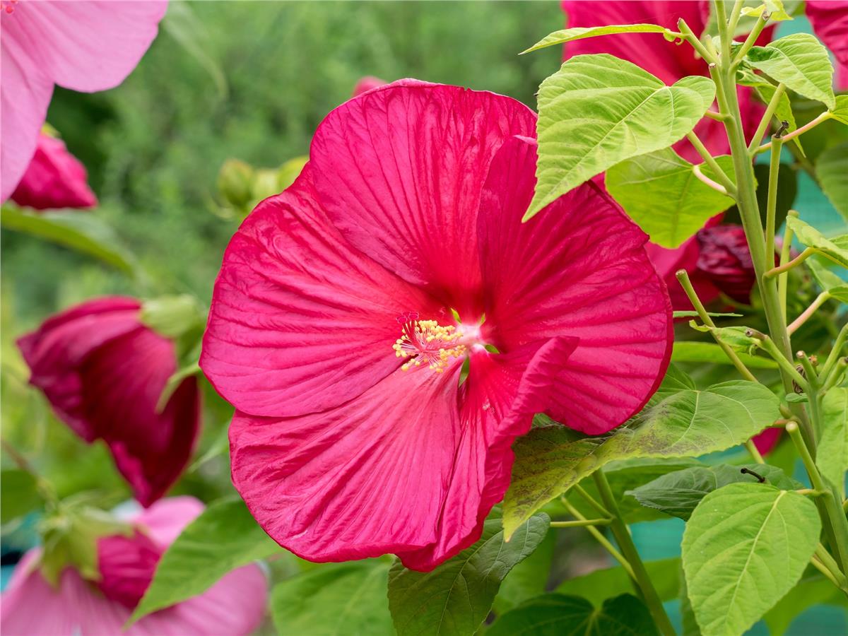 Hibiscus moscheutos Misk kokulu Gülhatmi fidanı Raijin