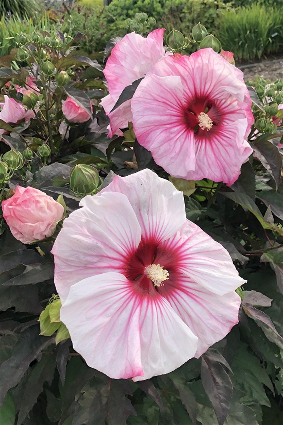 Hibiscus moscheutos Misk kokulu Gülhatmi fidanı Cherry cheescake